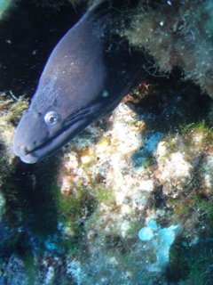 Moray eel 