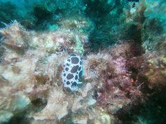 White and black Nudibranch